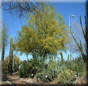 Glendale Xeriscape Demonstration Garden